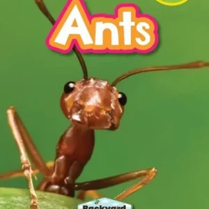 Ants Express Levering